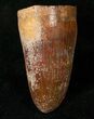 Cretaceous Fossil Crocodile Tooth - Morocco #17099-1